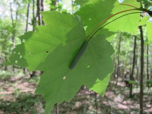 Thumbnail for Effects of forest fragmentation on tri-trophic interactions