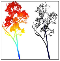 Thumbnail for How Forest Gaps Affect Tree Crown Architecture: The Response of Some New England Deciduous Forest Tree Genera