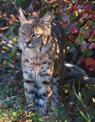 Thumbnail for Transient persistence of bobcat (Lynx rufus) occurrence throughout a human-dominated landscape