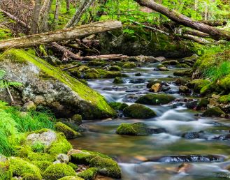 Thumbnail for A Safe Harbor for Nature: New England's Resilient and Connected Network of Land