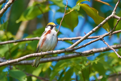 Thumbnail for Assessing the effects of Close-to-Nature Forestry on forest birds in the eastern United States: A case study and way forward