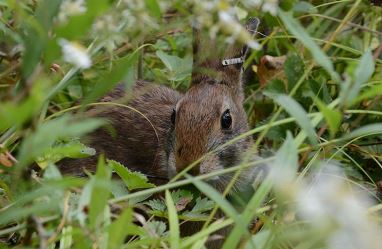 Thumbnail for Cohabitating with New England Cottontails: Habitat restoration for at-risk New England cottontail also benefits shrubland birds